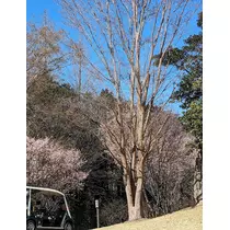 ゆい
