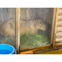 ツンデレかなの