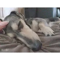 紗貴