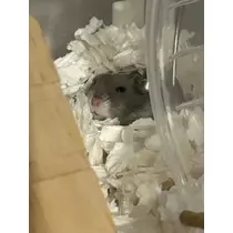 かびるんるんさわ