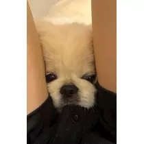 涼風 あき