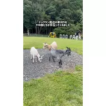 みこ