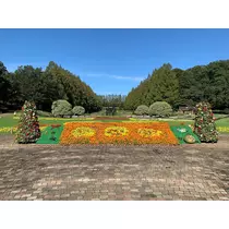 神楽 エマ
