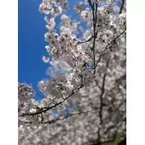 美月