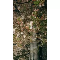 なつ