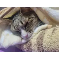 れおな