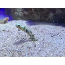 みき