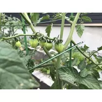 長瀬 純恋