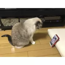 紫月 あやか