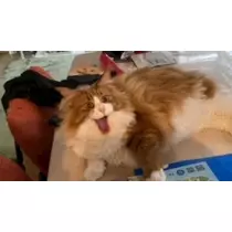 桐島 りゅう