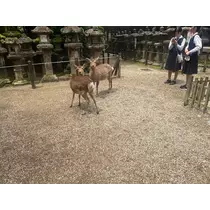 あいら