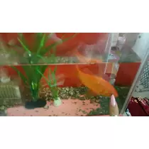 一条 まい