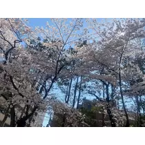 美穂