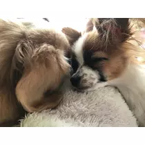 ティナ