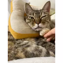 華宮 れい