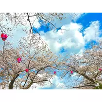 さやか