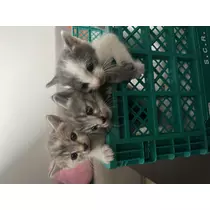 みさ