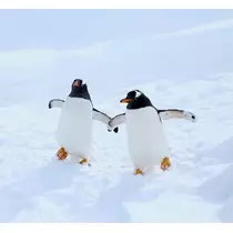 もも