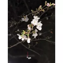 ゆうか