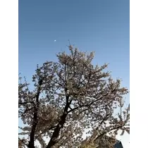 みれい