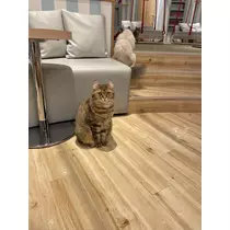 愛羽 仁美