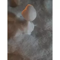 ひな