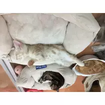 蓮