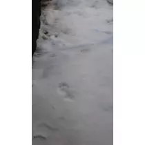のはら かすみ