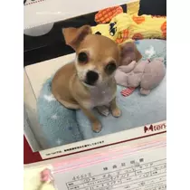 白石 愛莉