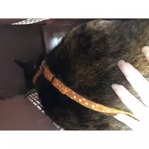 せりな