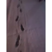 ゆずる