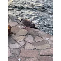 三鷹 真綺