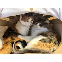 るい