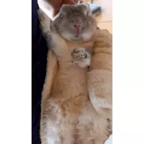 ゆきの