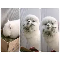 さくら