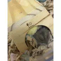 夢咲 さくら