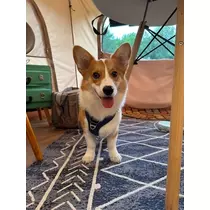 足立 はな