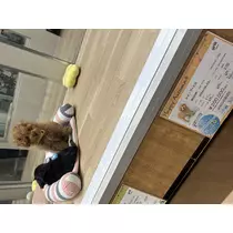 せりな