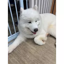 かのん
