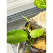 きこ