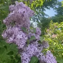 成海 まお