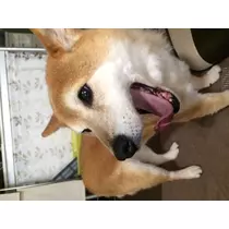 もも