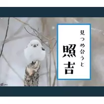 ひな