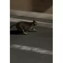 りん