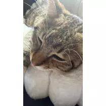 のぞみ