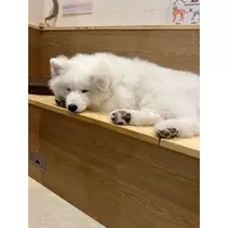 あいか