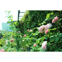 りん
