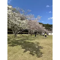 美月