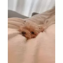 葉月 りほ