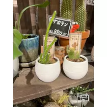 七星 舞冬